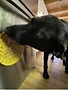 Soda Pup SodaPup eMat tapis interactif avec ventouse canard