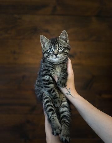 Chaton domestique Eddie (M)