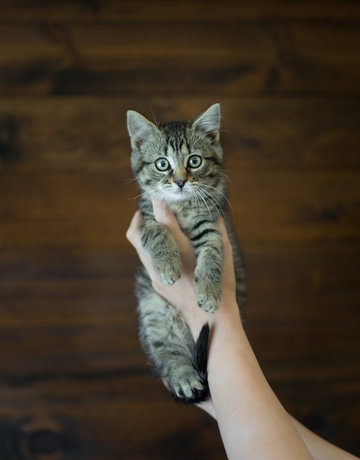 Chaton domestique Robin (F)