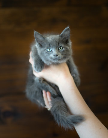 Chaton domestique Erica (F)