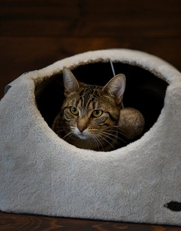 Chat domestique Léon (M)