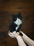 Chaton Domestique Gretta (F)