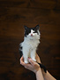 Chaton Domestique Salsa (F)