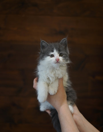 Chaton Domestique Spidy (F)