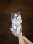 Chaton Domestique Tunder (M)