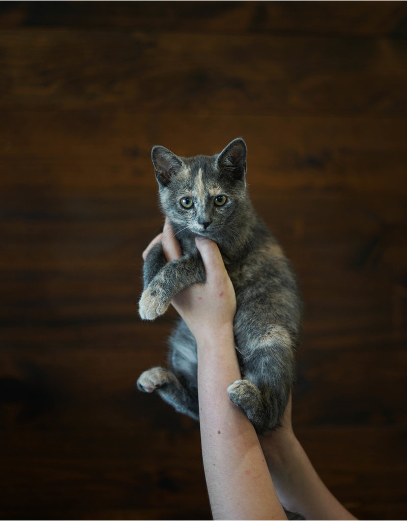 Chaton domestique Céleste (F)