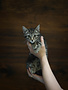 Chaton domestique Cassie (F)