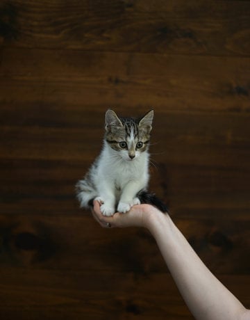 Chaton domestique Florent (M)