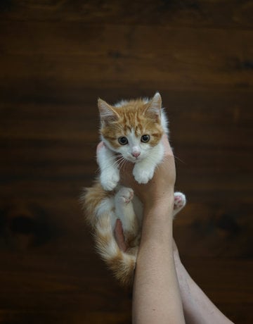 Chaton domestique Édouard (M)