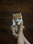 Chaton domestique Édouard (M)