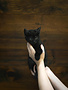 Chaton domestique Alysson (F)