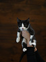 Chaton domestique Klaus (M)