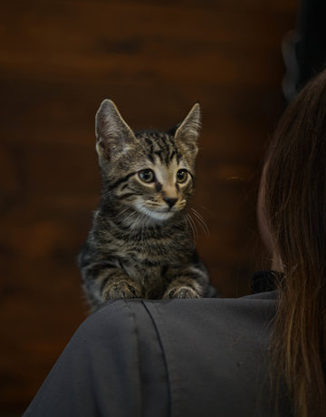 Chaton domestique Agnès (F)