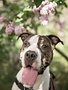Cléo (adoption humanitaire)