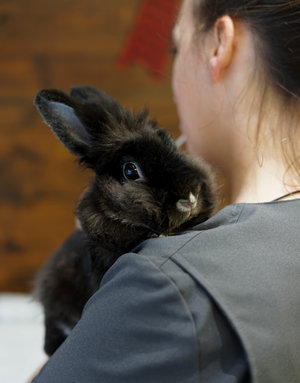 Lapine rescapée (Italie)