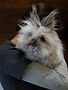 Lapine rescapée (Lili)
