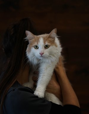 Chatte domestique Chloé (F)