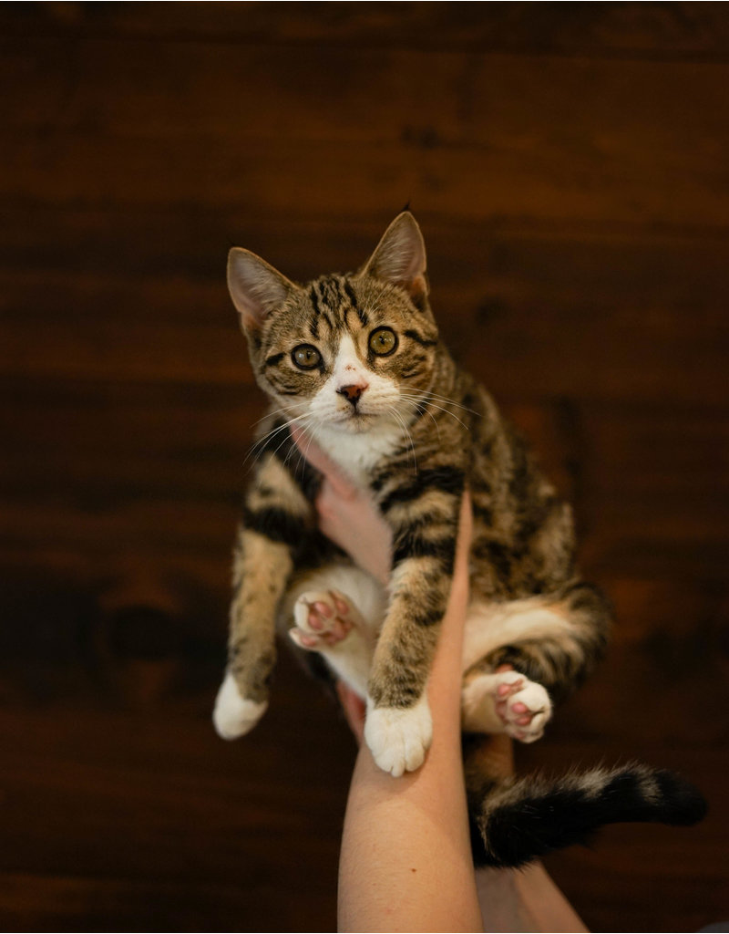 Chaton domestique Lenny (M)