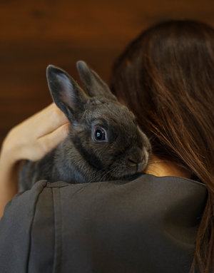 Lapine rescapée (Croquette)