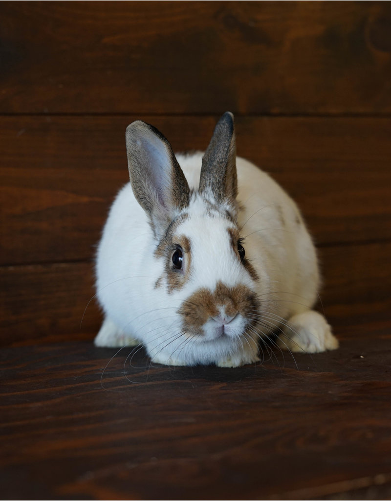 Lapin rescapé Bretzel (F)