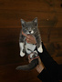 Chaton domestique Simon (M)