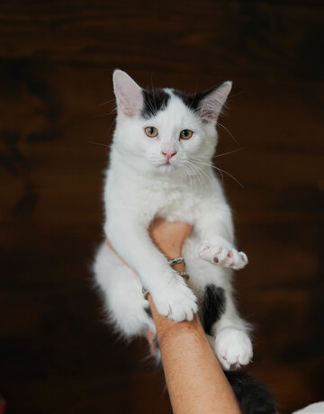 Chaton domestique Gabriel (M)