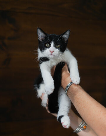 Chaton domestique Lucas (M)