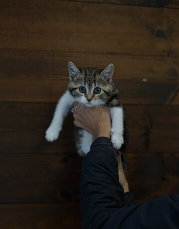 Chaton domestique Jeremie (M)