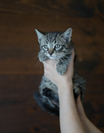 Chaton domestique Jacques (M)