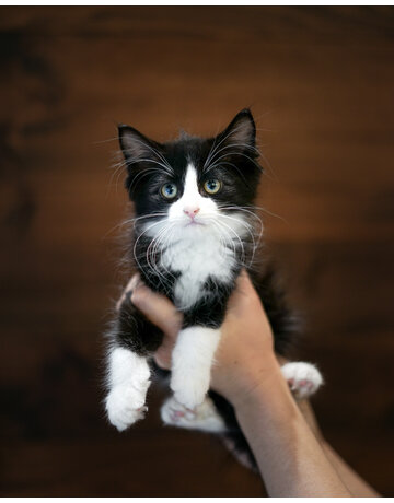 Chaton domestique Tristan (M)