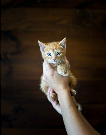 Chaton domestique Raoul (M)