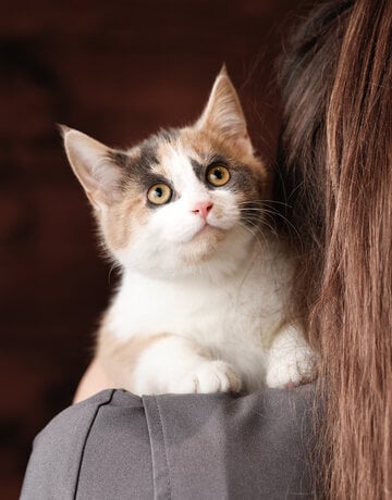 Chaton domestique Jade (F)