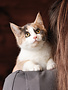 Chaton domestique Jade (F)