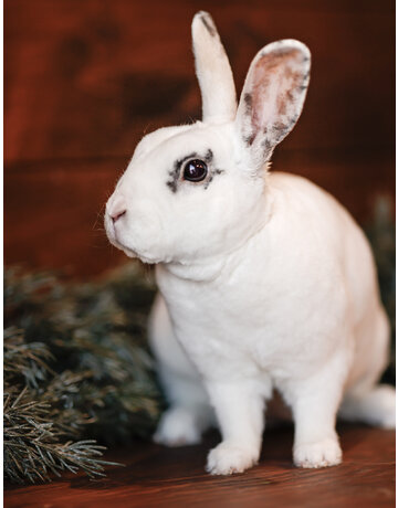 Lapin rescapé Muscade