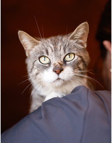 Chatte domestique, Dorothée