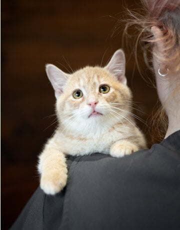 Chaton domestique Maël (M)