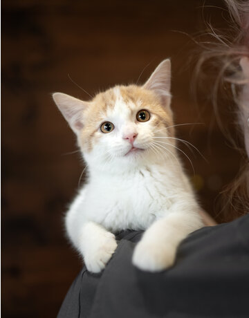 Chaton domestique Joël (M)