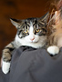 Chaton domestique Tima (F)