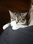 Chaton domestique Tess (F)
