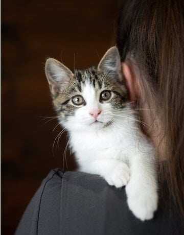 Chaton domestique Jordan (M)