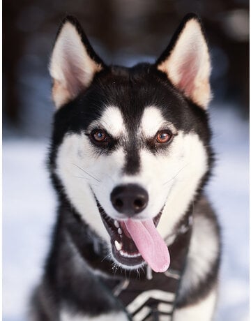 Rosky - Husky (M)