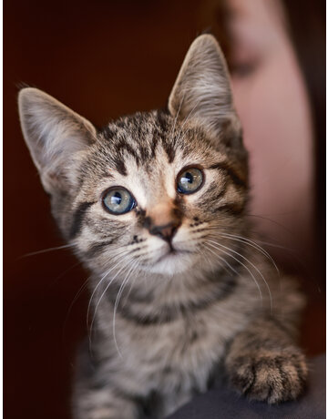 Chaton domestique Parker (M)