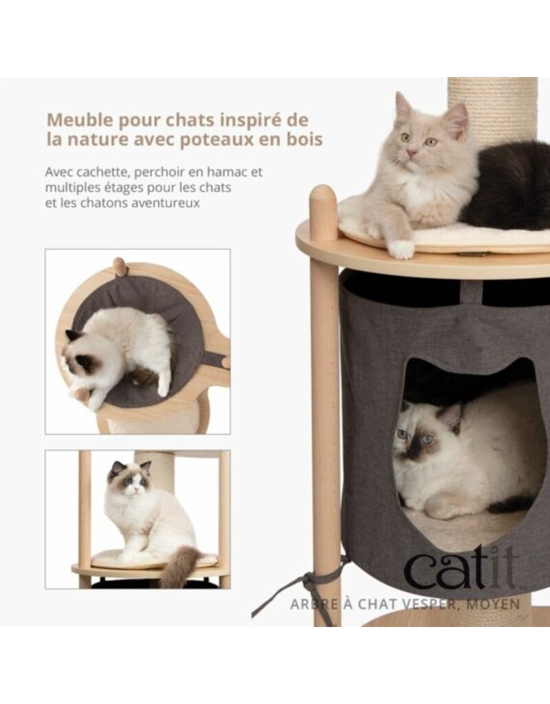 Vesper Vesper, arbre à chat moyen