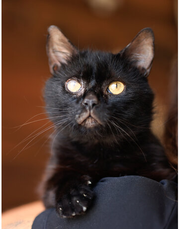 MERLIN