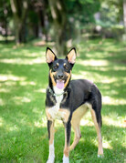 Nova (F)