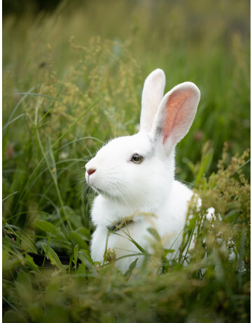 Zeus (lapin)