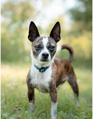Brutus (M)