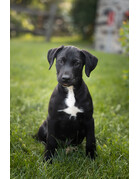 Sirius (M) chiot à Charlotte