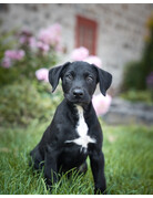 Sirius (M) chiot à Charlotte