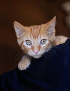 BENJAMIN